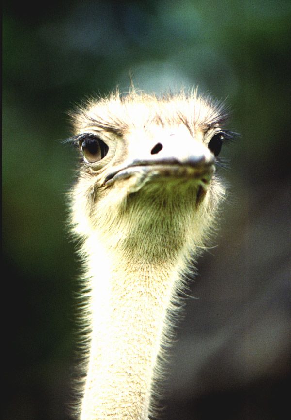 Ostrich - Mt. Kenya